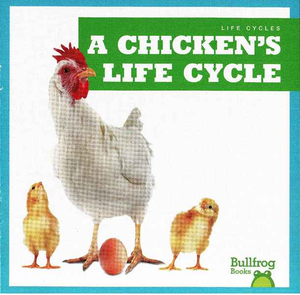 牛蛙 A 24 A Chicken's Life Cycle -- 绘本听读宝在线台词全文