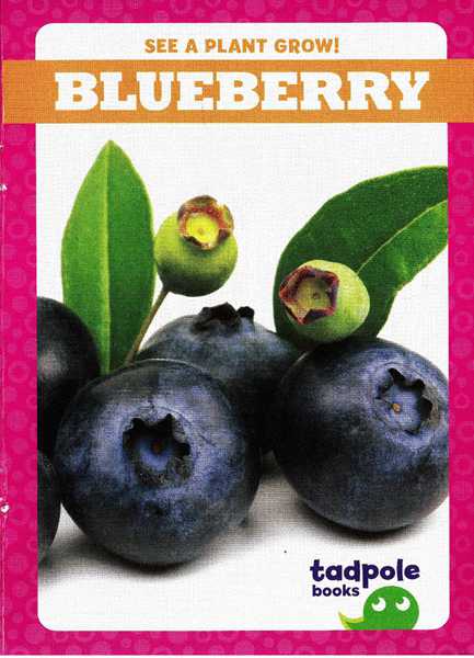 蝌蚪 24 Blueberries -- 绘本听读宝在线台词全文