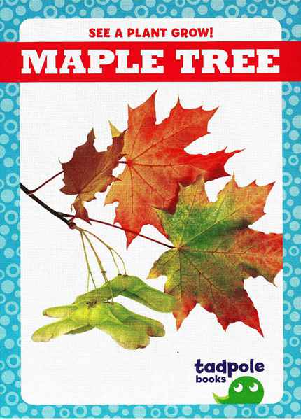 蝌蚪 26 Maple Tree -- 绘本听读宝在线台词全文