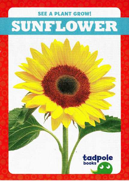 蝌蚪 28 Sunflower -- 绘本听读宝在线台词全文