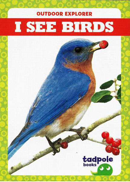 蝌蚪 31 I See Birds -- 绘本听读宝在线台词全文