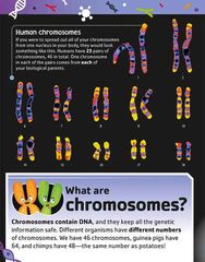 THE DNA Book Part 2 -- 绘本听读宝在线台词全文